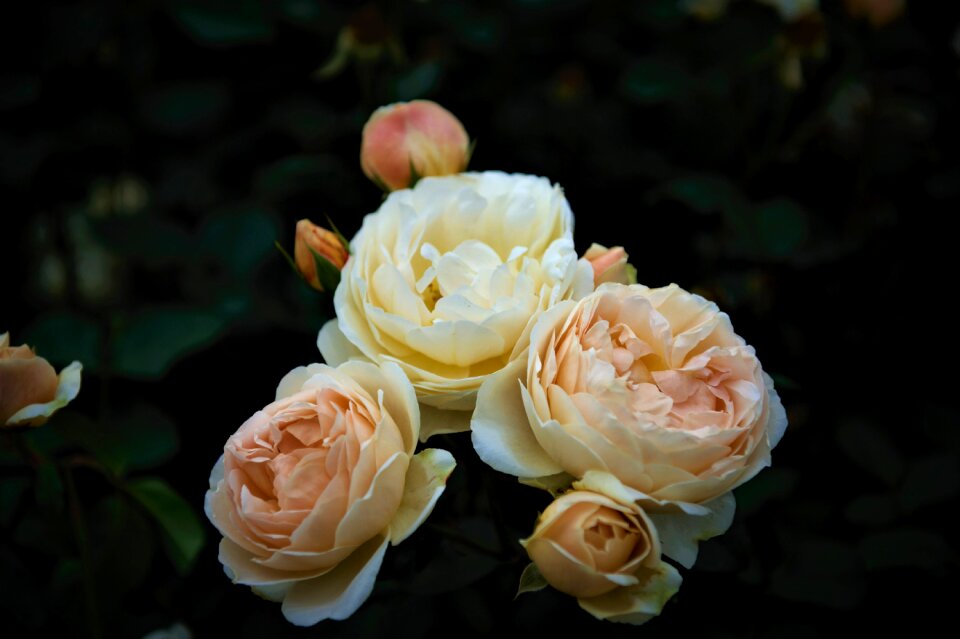 Rose rose festival Free photos