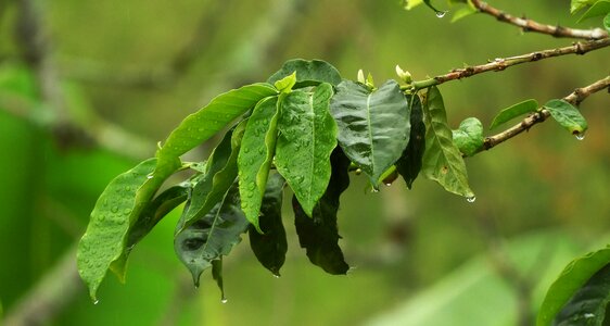 Plant outdoors environment