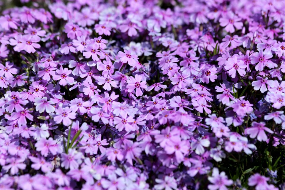 Flowers bloom flower bed