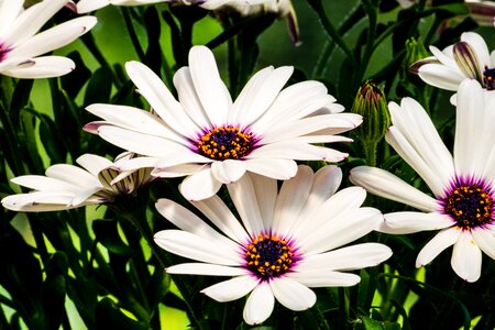 Summer flowers spanish daisies