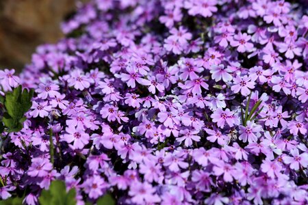 Flowers bloom flower bed