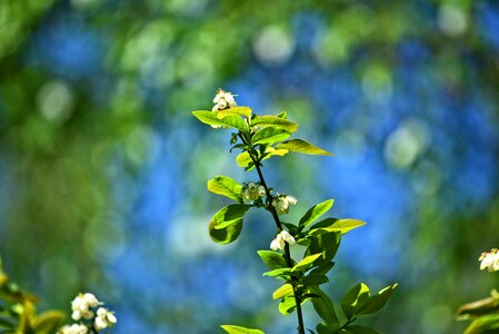 Bloom spring leaves bokeh