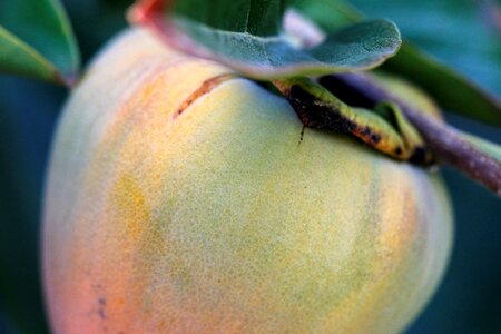 Yellow blush green