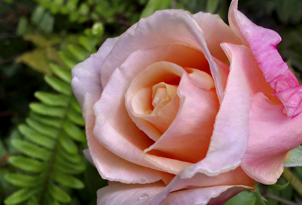 Nature love garden