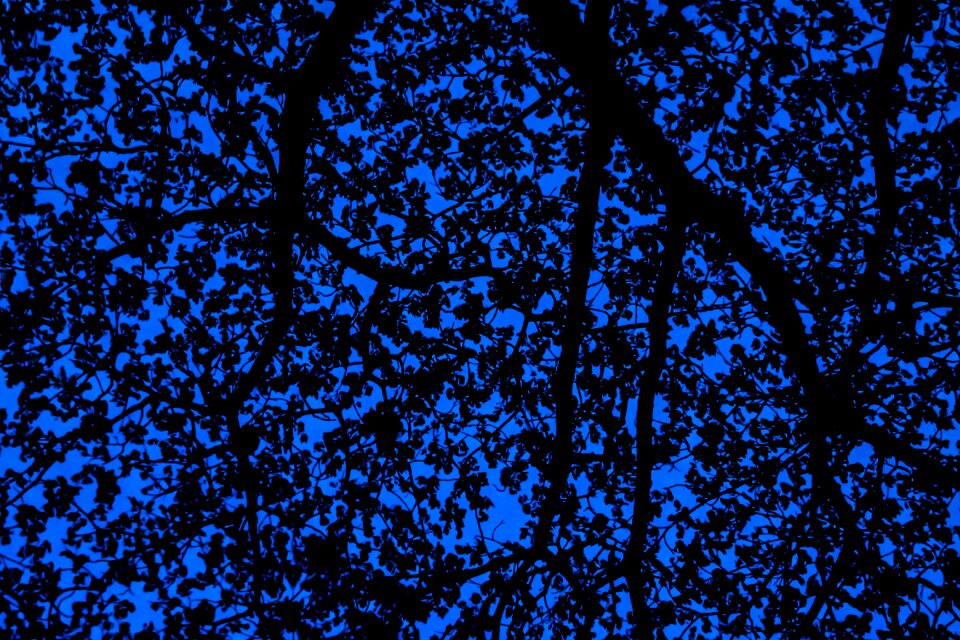 Night sky silhouette