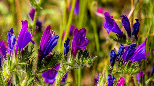 Summer flowering outdoors photo