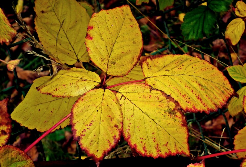Autumn colors garden