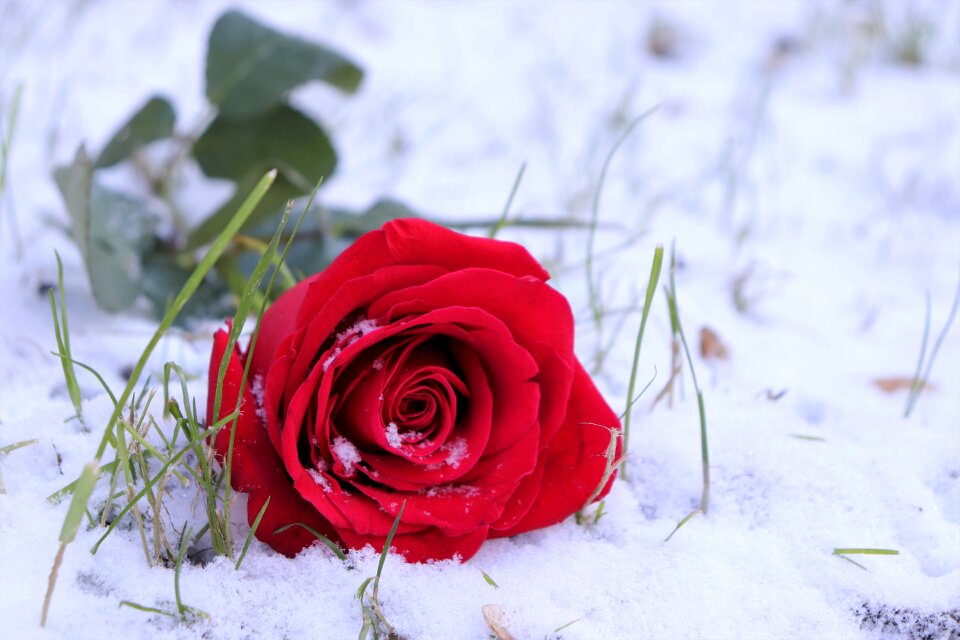 Winter romantic snowflakes