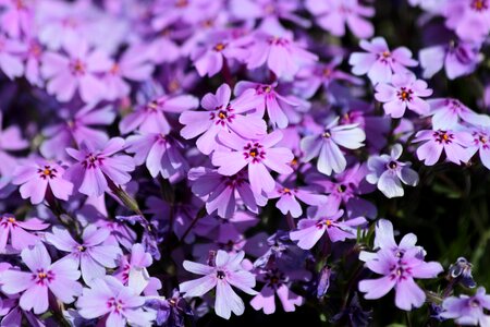 Flowers bloom flower bed