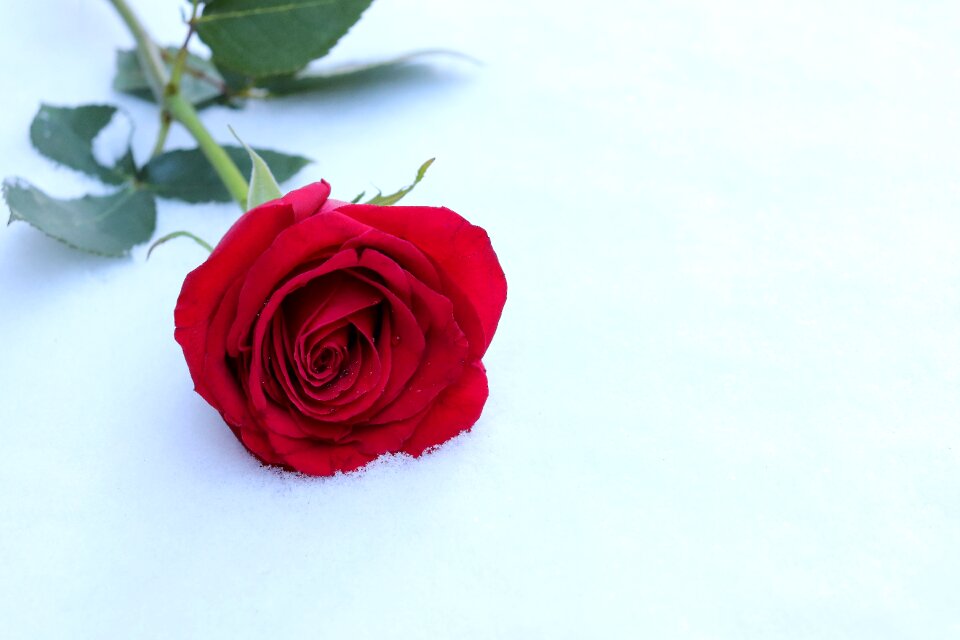 Snowflakes frozen cold