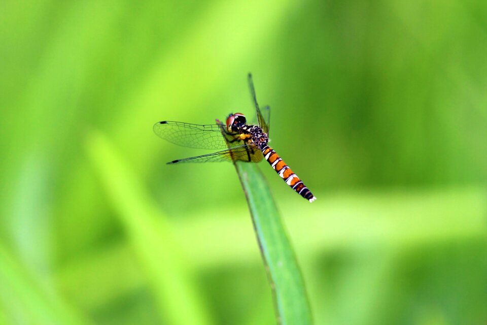 Dragonfly insect wetlands