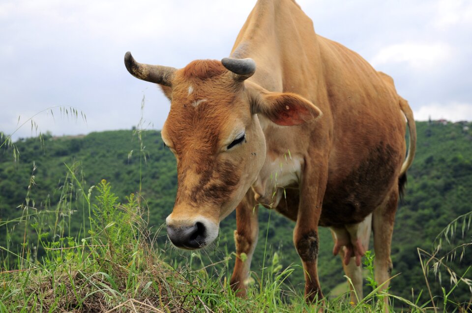 Animals field farm