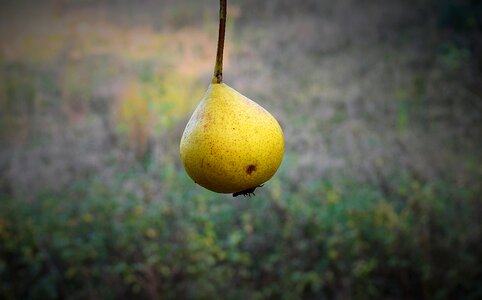 Food fresh figure