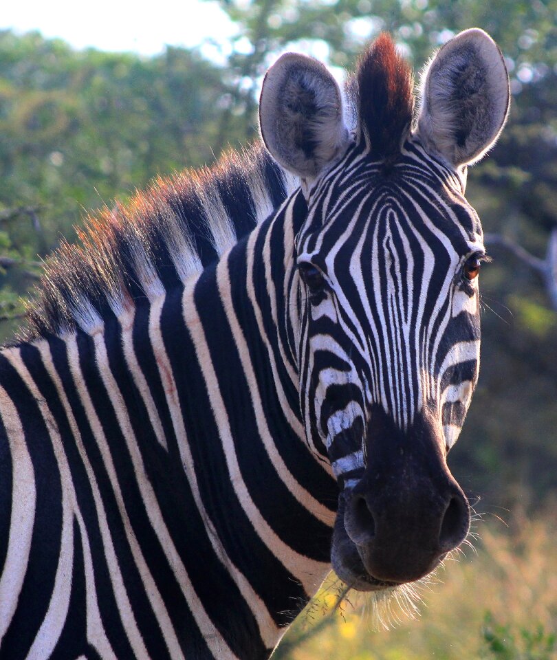 Nature safari game