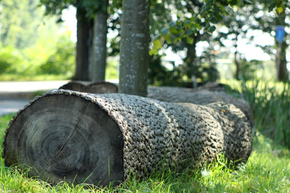 Tree trees tree stump