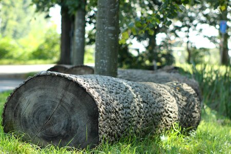 Tree trees tree stump