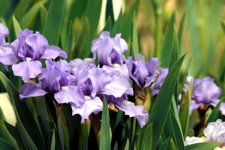 Purple flowers bearded irises handsomely photo
