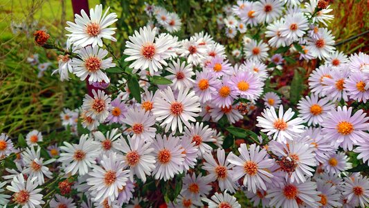 Santbrink plant symphyotrichum novi-belgii