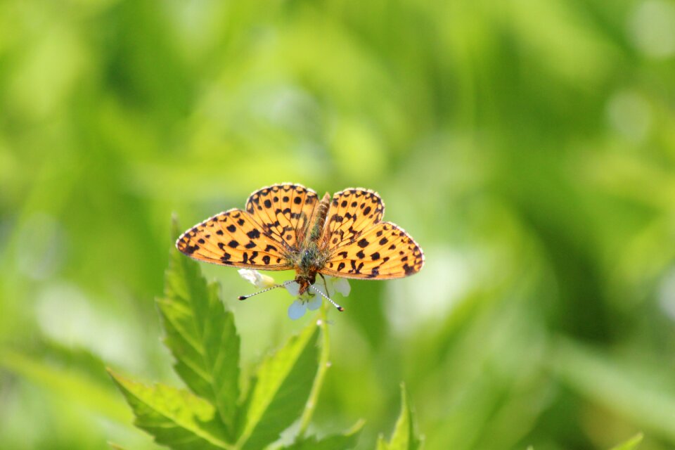 Lepidoptera bespozvonochnoe insect