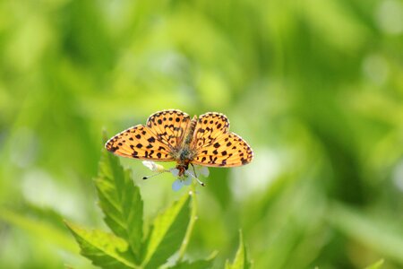 Lepidoptera bespozvonochnoe insect