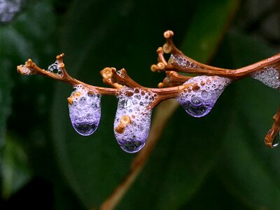 Plant moisture damp