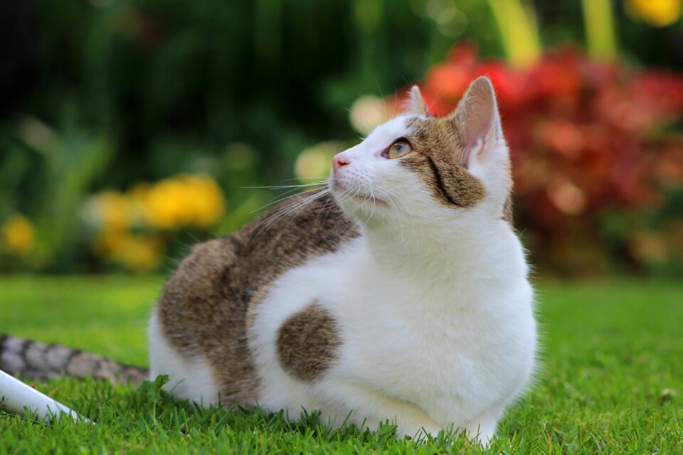 White cute whiskers