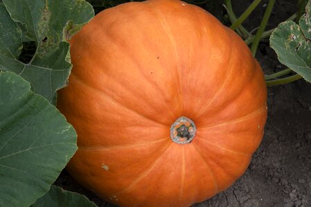 Autumn halloween orange