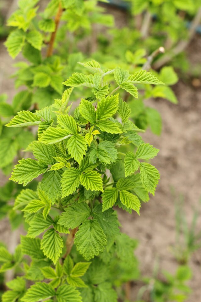Leaves garden fresh