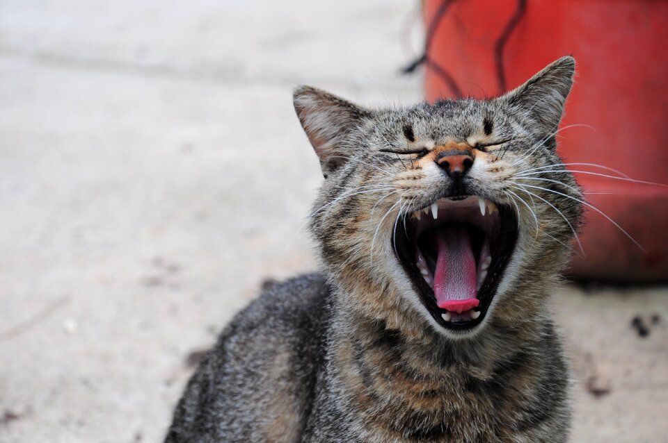 Cute pets gaping pussy