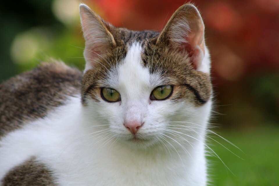 Fur eyes pet