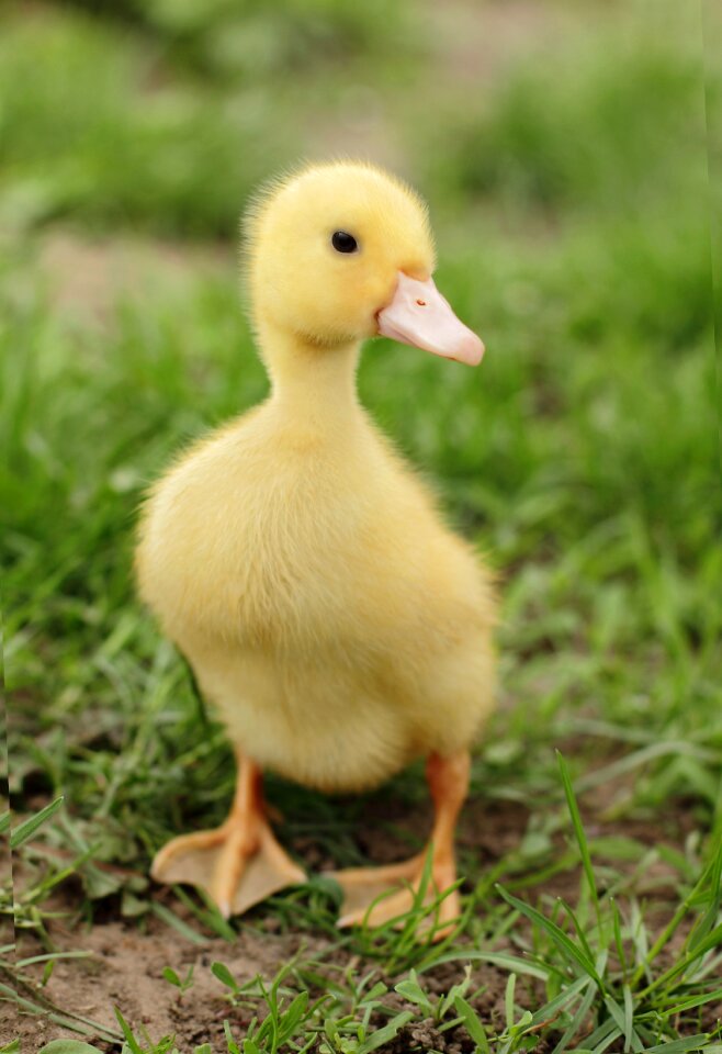 Born child cute
