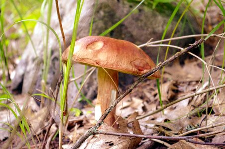 Nature sponge toadstool