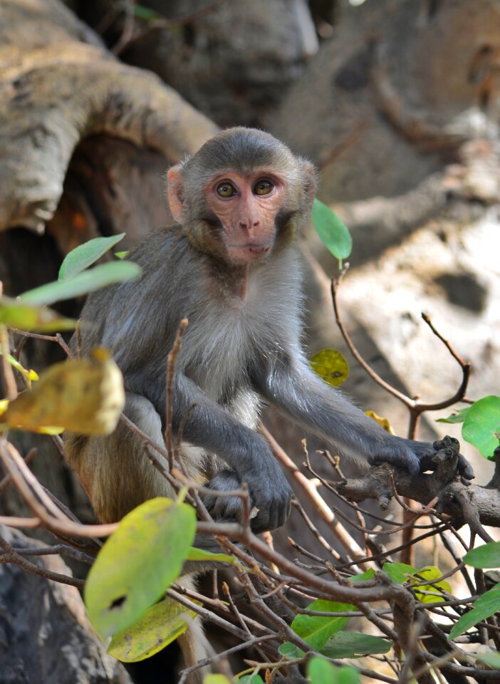 Wildlife mammal wild life