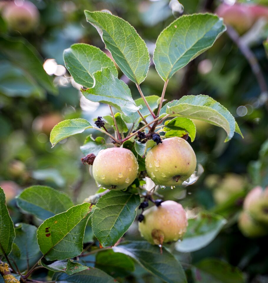 Wet growth fruit