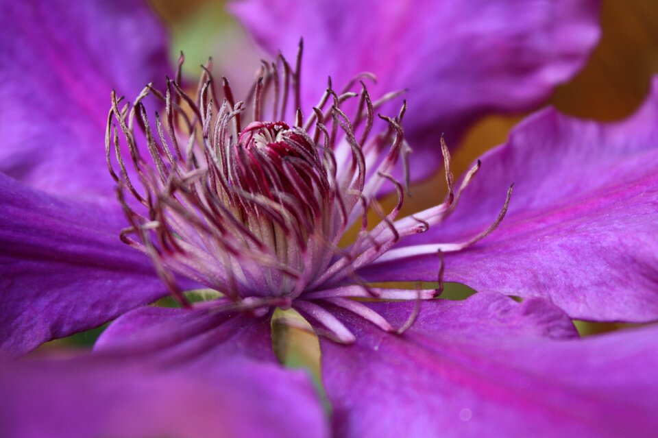 Flower plant garden