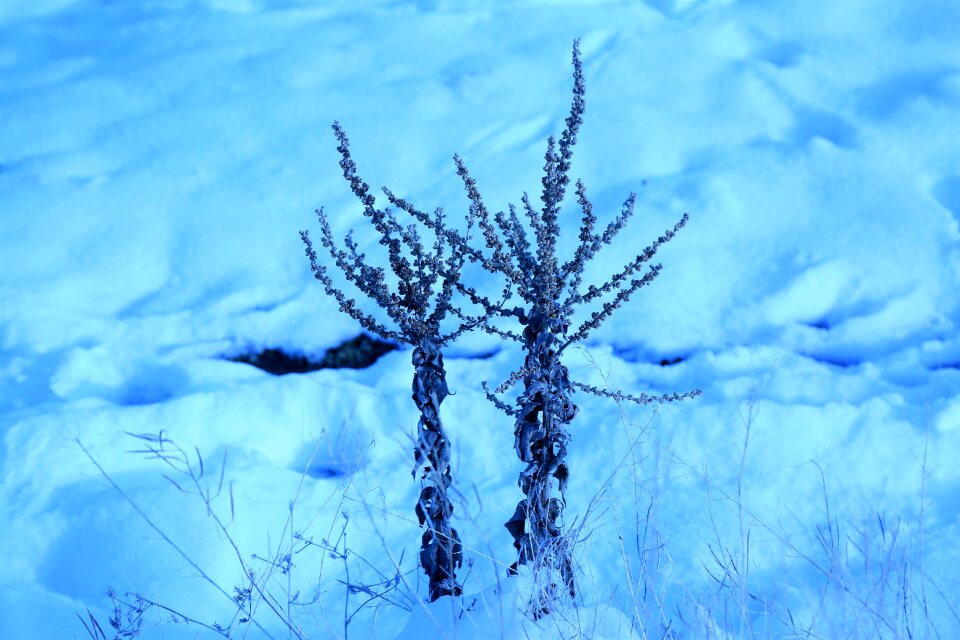 Nature plant white