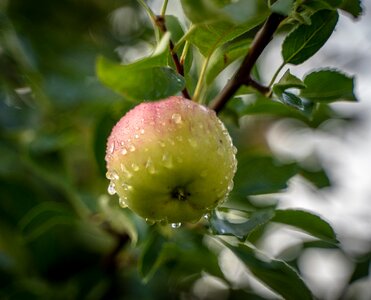 Wet growth fruit