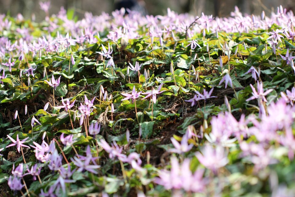 No japanese dog's tooth violet at