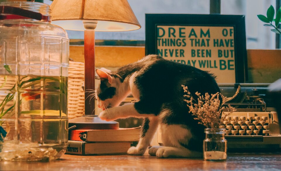 Animal young kitty