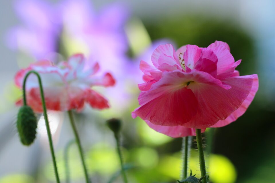 Global business solutions lies shirleypoppy