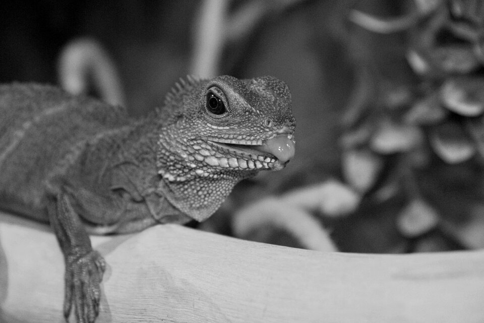 Reptile terrarium exotic
