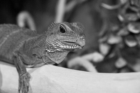 Reptile terrarium exotic