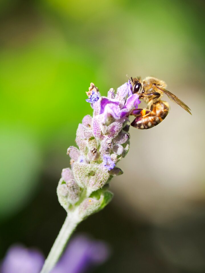 Insect nature macro photo