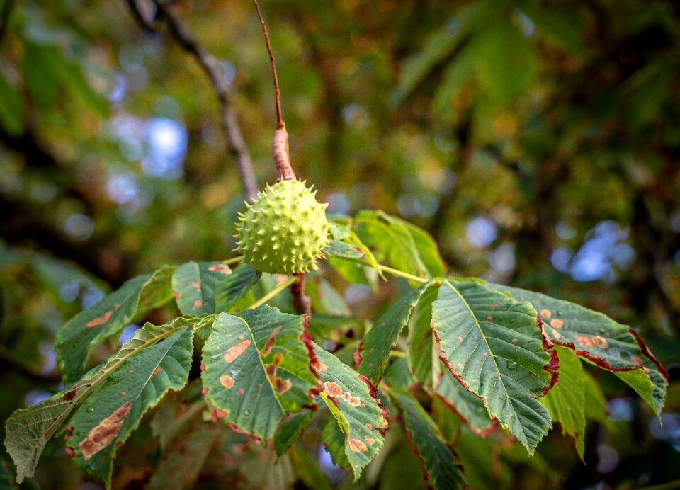 Green growth leaves