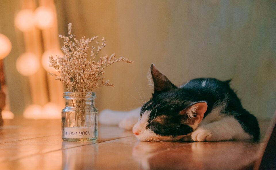 Animal young kitty