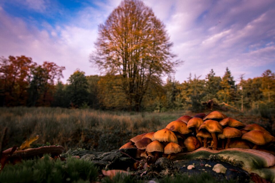Forest nature magic