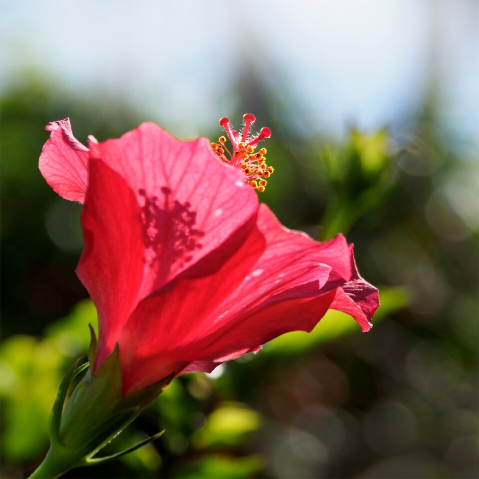 Red nature plant