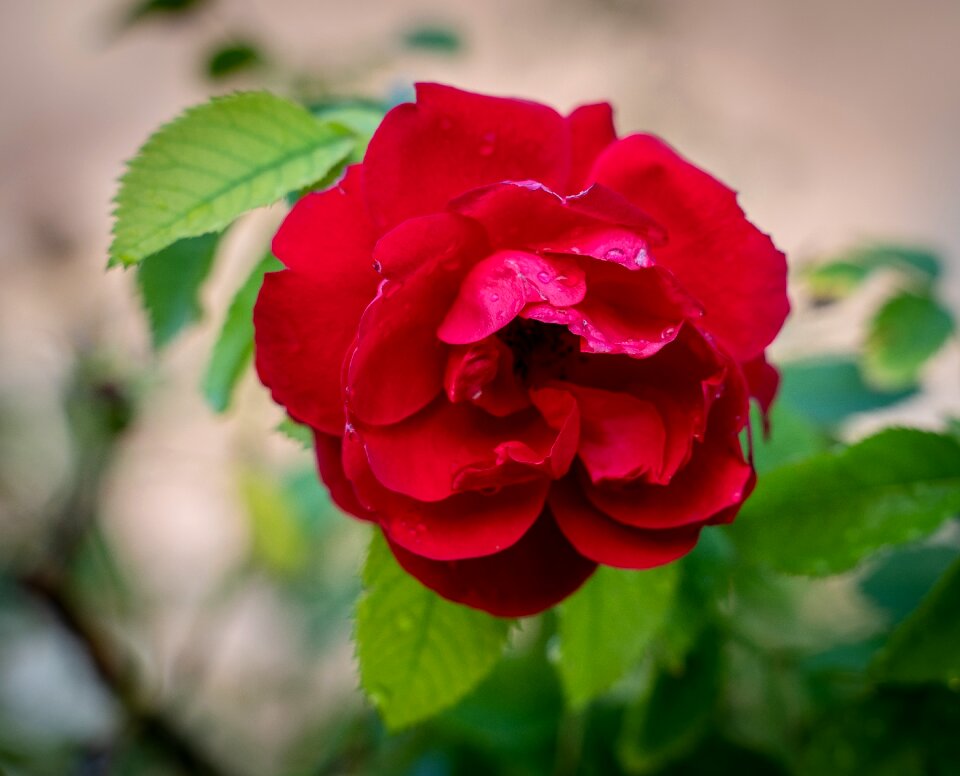 Wet petals bloom