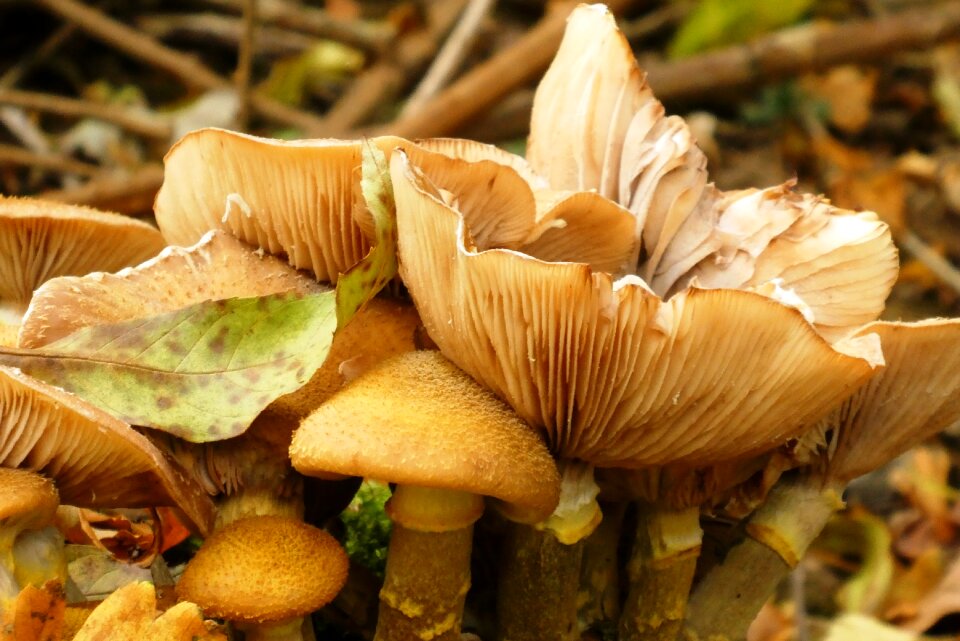 Nature moist forest floor
