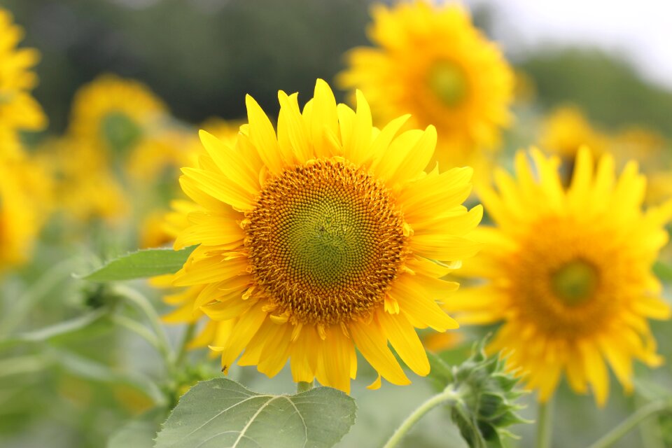 Sunflower field yellow flowers flowers